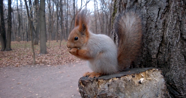Парк ЦПКИО Рязань белки