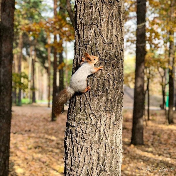 Белки в городе
