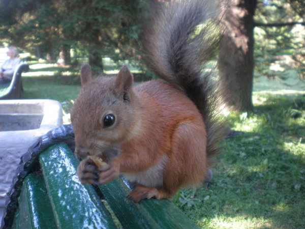 Парк Александрии белочки