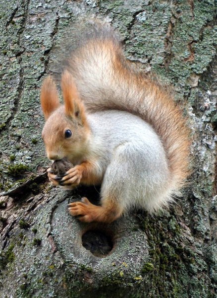 Гомельский парк белки