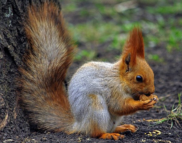 Белка грызет орех