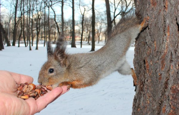 Елагин остров белки