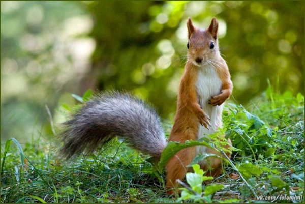 Кисловодский парк белка