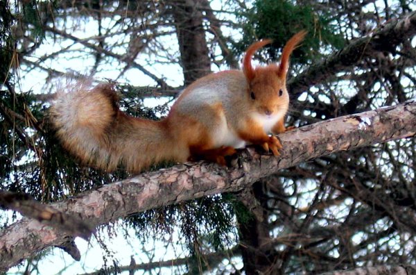 Редкая белка