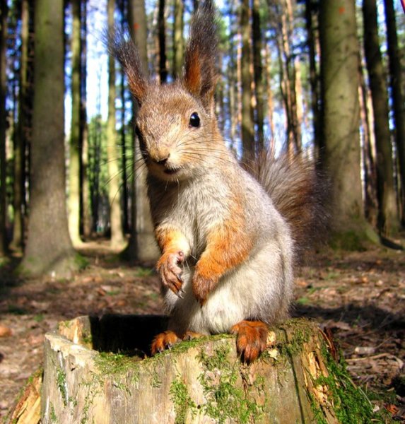 Белки в природе