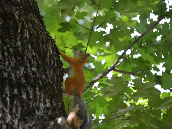 Парк Белочка Саратов