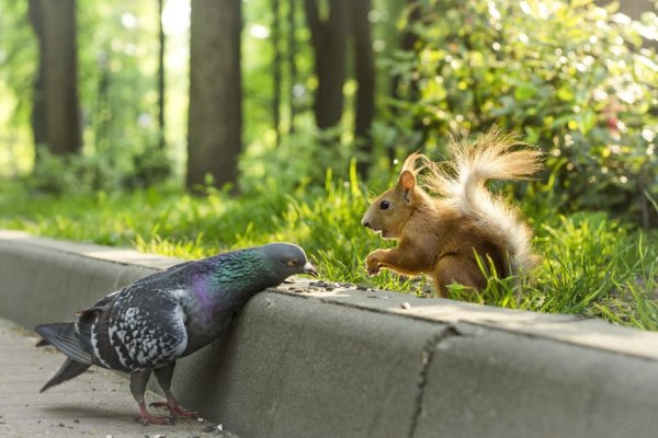 Белка и голубь