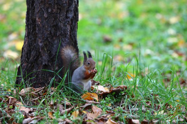 Мещерский национальный парк животные