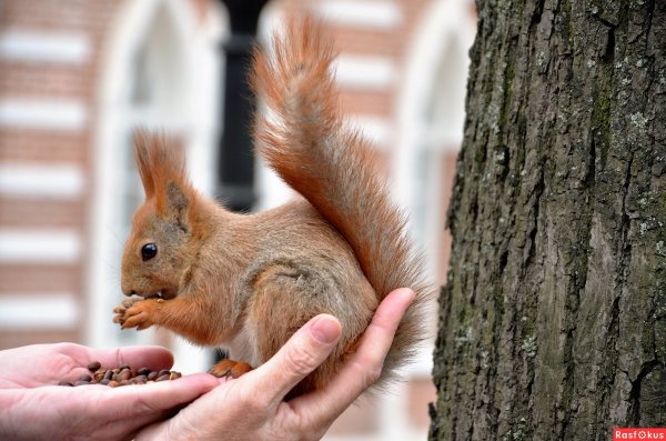 Парк Царицыно белки