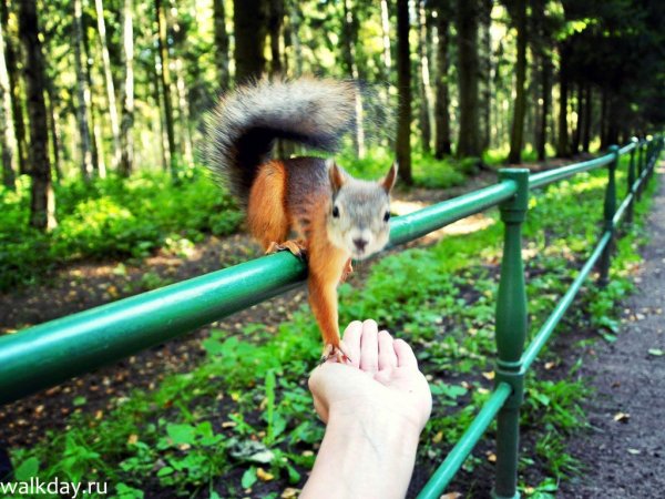 Белка на руке