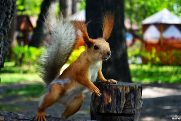 Гор парк Саратов Белочка
