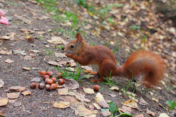 Павловский парк белочки