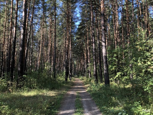 Заельцовский парк Новосибирск