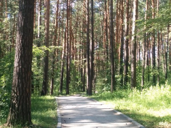 Заельцовский парк Новосибирск