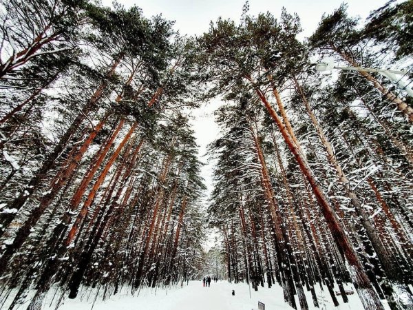 Заельцовский Бор Новосибирск