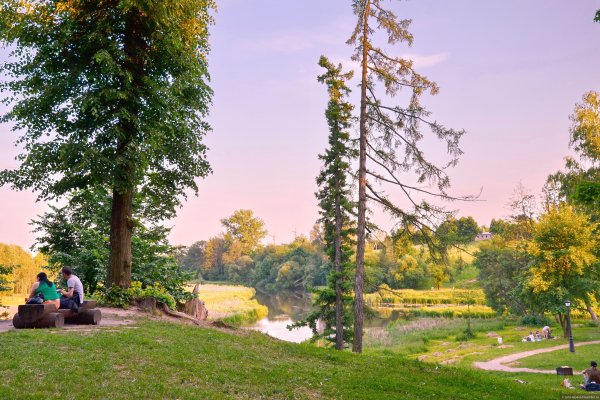 Хвойные деревья в Лошицком парке Минска