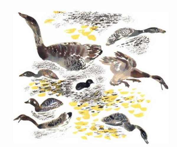 Евгений Чарушин Птичье озеро