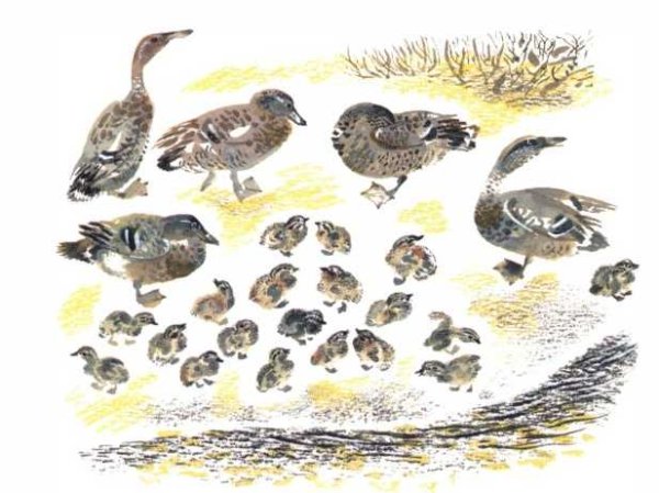 Птичье озеро Чарушин Евгений Иванович