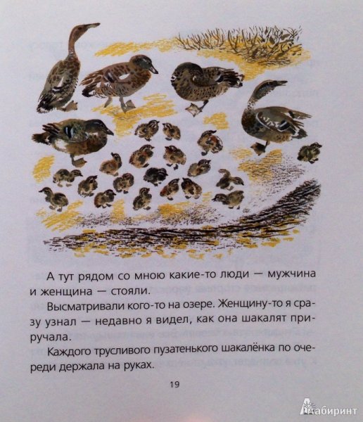 Евгений Чарушин Птичье озеро