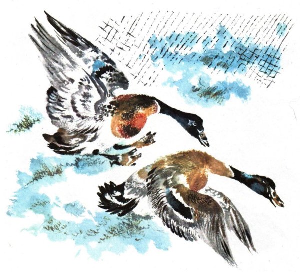 Птичье озеро Чарушин