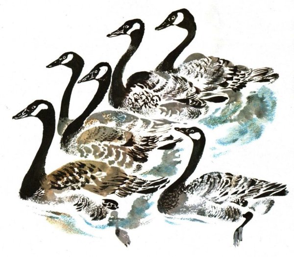 Евгений Чарушин Птичье озеро