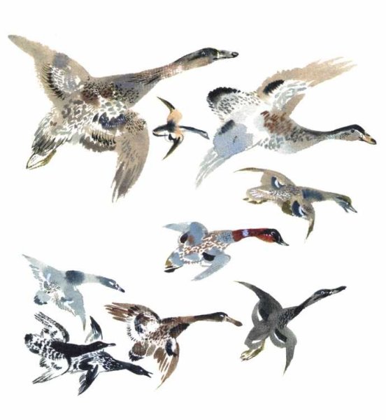 Евгений Чарушин Птичье озеро