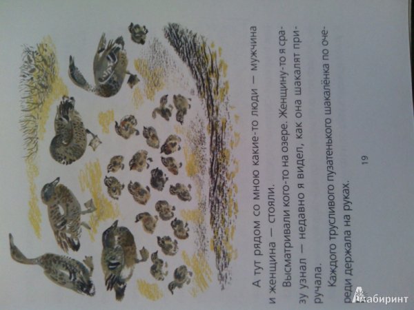 Евгений Чарушин Птичье озеро книга