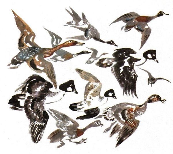 Птичье озеро Чарушин