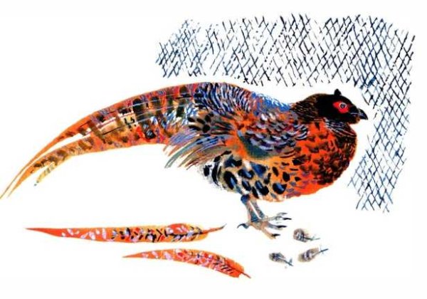 Евгений Чарушин "цапля"