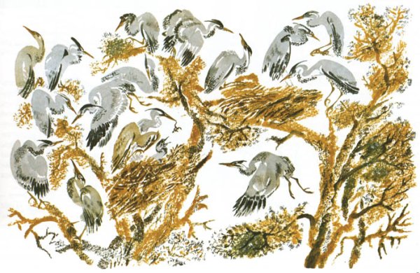 Джунгли птичий рай Чарушин