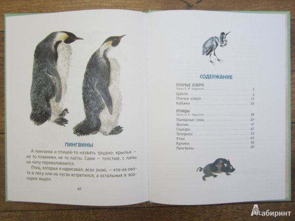 Книга моя первая Зоология про птиц