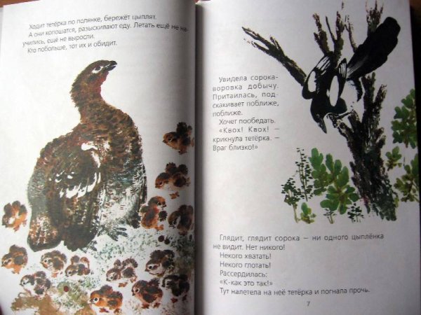 Чарушин болтливая сорока