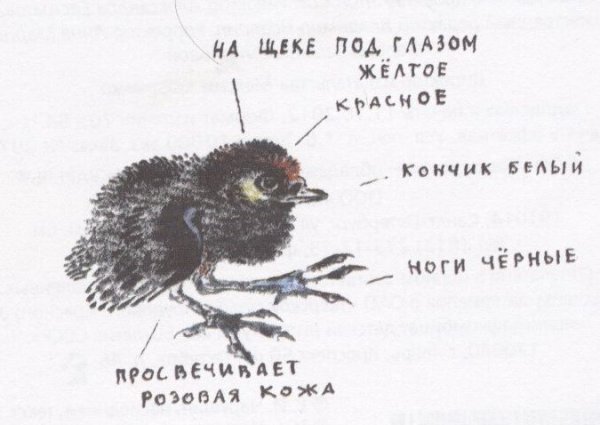 Чарушин Никита и его друзья рисунок