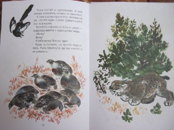 Евгений Чарушин болтливая сорока