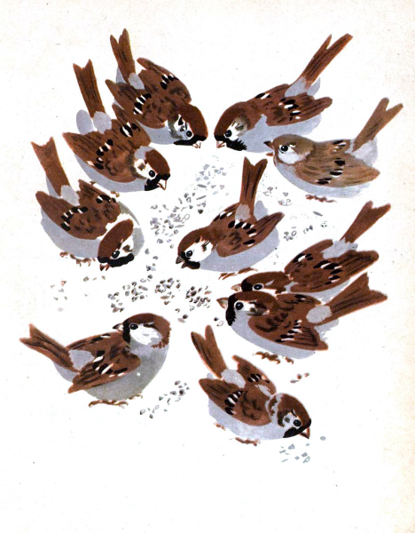 Е. Чарушина «воробьи».