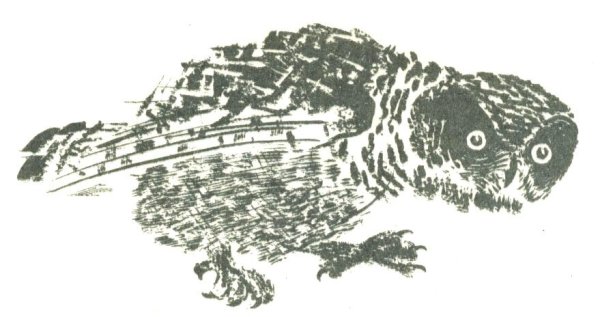 Бианки Лесные разведчики иллюстрации