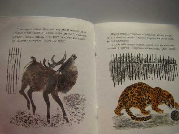 Евгений Чарушин Птичье озеро