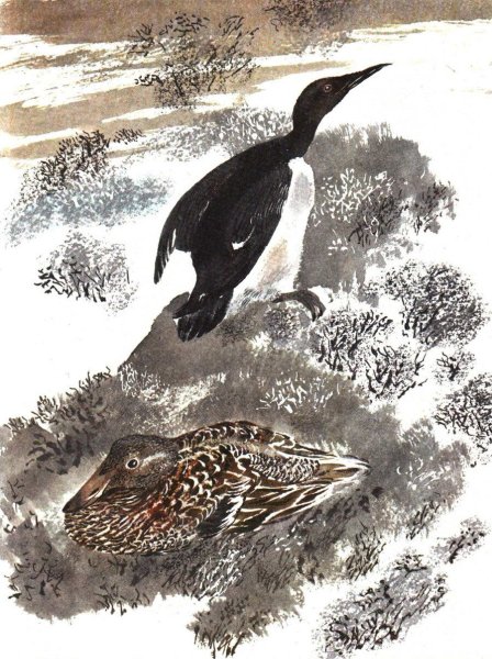 Сладков Карлуха иллюстрации