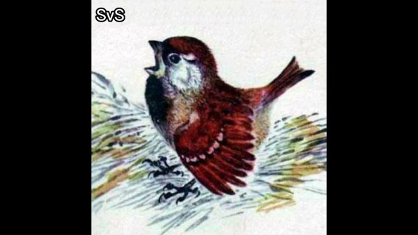 Чарушин Воробей