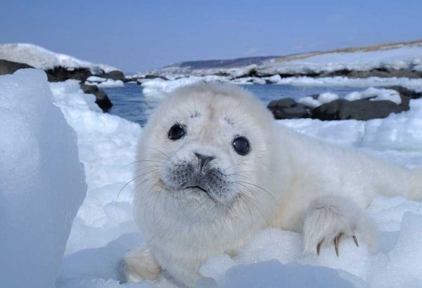 Тюлень Нерпа Байкал
