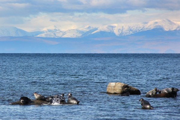 Озеро Байкал Нерпа