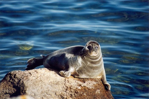 Байкальская Нерпа pusa sibirica