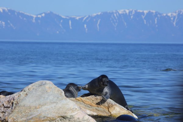 Байкал Ольхон тюлени