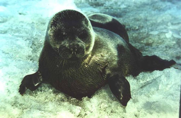 Байкал Нерпа