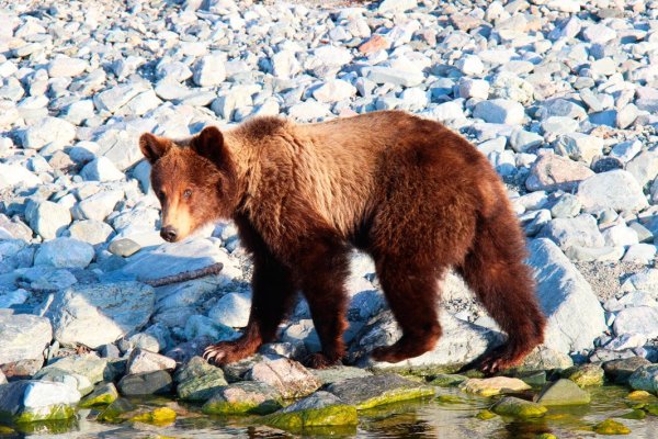 Байкало-Ленский заповедник медведь