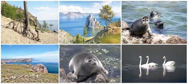 Флора и фауна озера Байкал