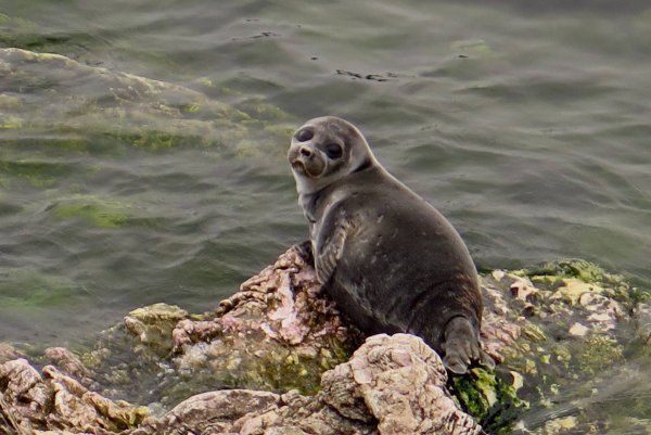 Озеро Байкал Нерпа Байкальская