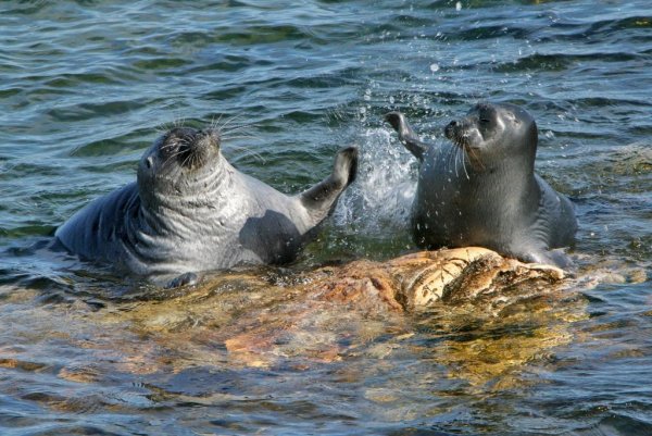 Озеро Байкал фауна