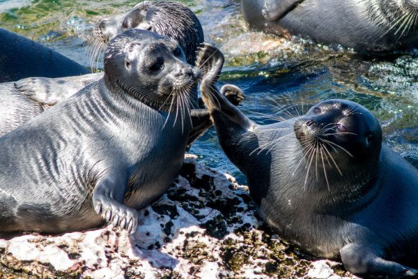 Озеро Байкал Нерпа Байкальская
