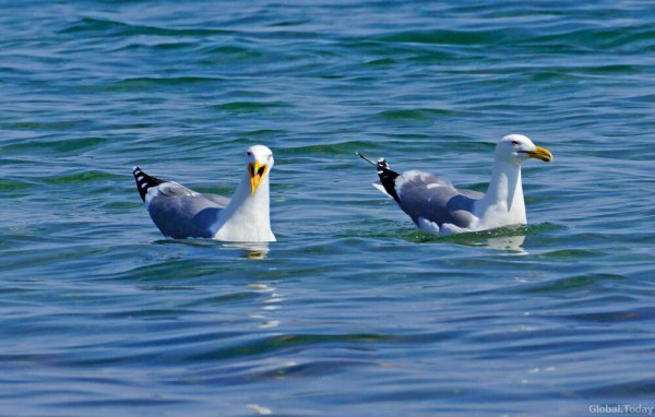 Жители озера Байкал